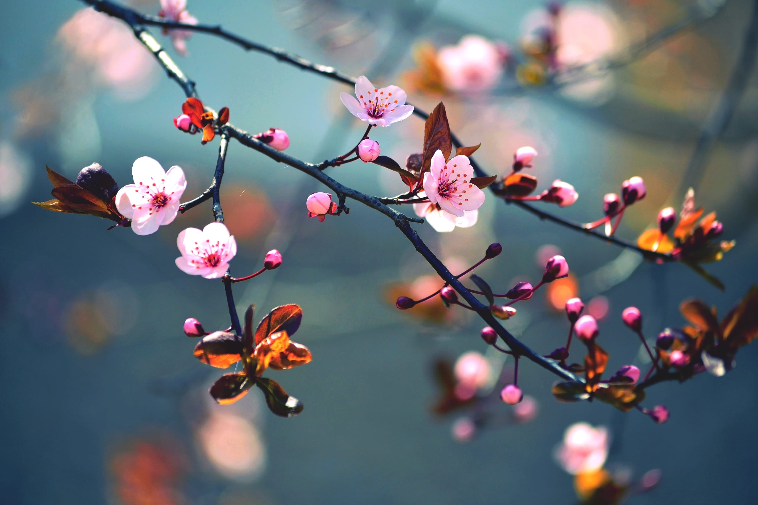 Cherry blossom branch in close detail, petals catching late afternoon light